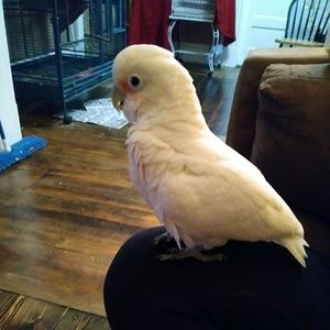 Meet your Posher, Frances